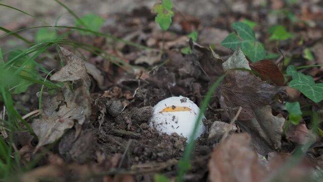 forest excursion collecting cesarean amanitas