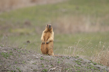 The groundhog stands on its hind legs and looks into the camera. Beautiful shot of marmota bobak....