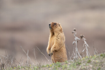 The groundhog stands on its hind legs and looks into the camera. Beautiful shot of marmota bobak. Groundhog Day.