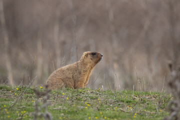 Portrait of a groundhog near a burrow. Beautiful shot of marmota bobak. Groundhog Day. 