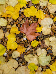 Closeup view of brown fallen plane tree leaf among golden yellow linden tree leaves on wet pebbles