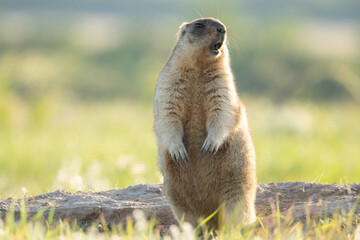 The groundhog stands on its hind legs near the burrow and whistles. Beautiful shot of marmota...