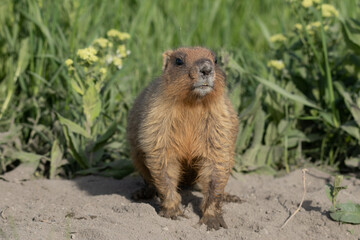 Portrait of a groundhog near a burrow. Beautiful shot of marmota bobak. Groundhog Day. 
