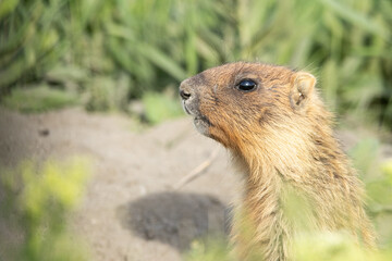 The little groundhog  through the grass. Beautiful shot of marmota bobak. Beautiful morning light. Groundhog Day.
