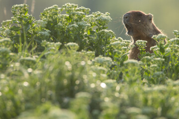 The groundhog screams through the grass. Beautiful shot of marmota bobak. Groundhog Day.	
