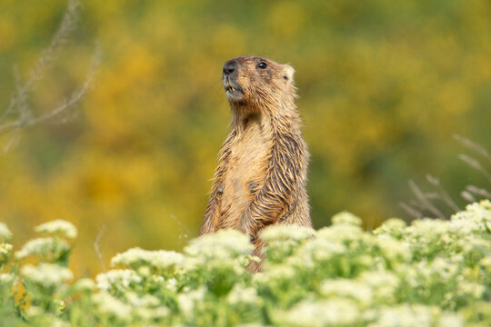 The groundhog screams through the grass. Beautiful shot of marmota bobak. Beautiful morning light. Groundhog Day.