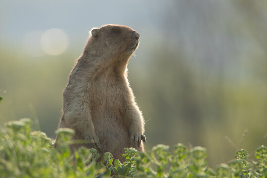 Portrait of a groundhog near a burrow. Beautiful shot of marmota bobak. Groundhog Day. 
