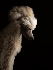 white small poodle on a black background in studio. Dog portrait