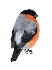 Digital card with wild bird bullfinch. Transparent layer.