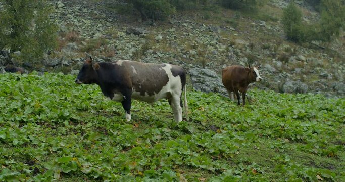 Cattle breeding in mountain, a cow grazes on pasture in rain