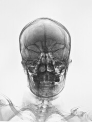 human head anatomy sketch