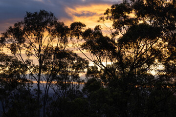 sunset in the forest
