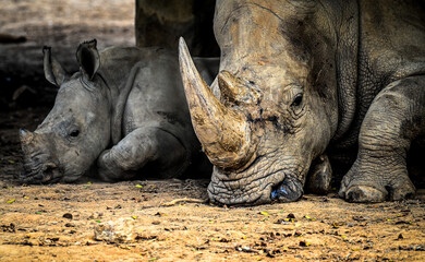 portrait of White rhino and baby