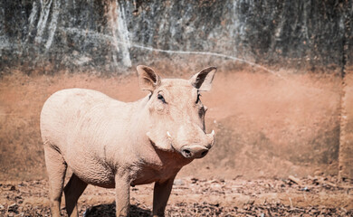 full shot of wild boar in zoo
