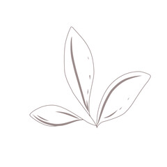 Leaf sketch vector 
