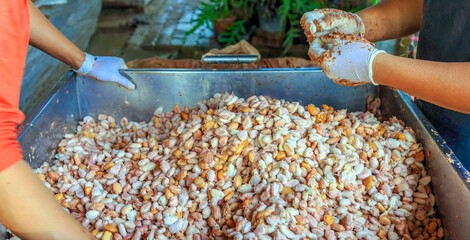 fermenting fresh cocoa seeds to make chocolate. Workers scoop fermented cocoa seeds into vats to dry in the sun.