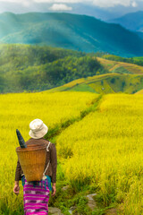 Agriculture farmer of Asia rice field work concept.Farmers grow rice in the rainy season. Asian...