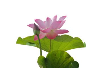 pink lotus flower that has not yet bloomed