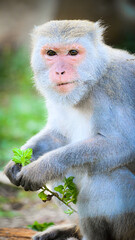 Portrait of A cute monkey lives in a natural forest of Taiwan.