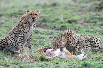 cheetahs of masaimara captured in my last trip to Masaim