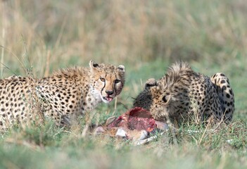 cheetahs of masaimara captured in my last trip to Masaim