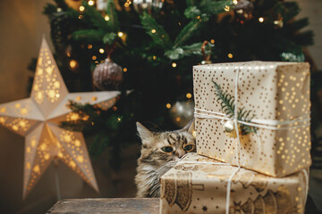 Cute cat smelling stylish christmas gifts at christmas tree with golden lights. Curious tabby kitty...