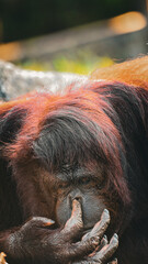 Big Apes or Orang Utan with orange hairy picking its nose funning picture © IVANZXUN