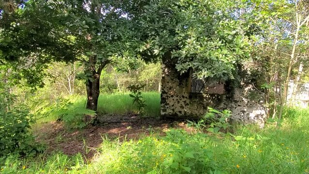 lugar abandonado de d&iacute;a, naturaleza recuperando, casa abandonada, ruinas
