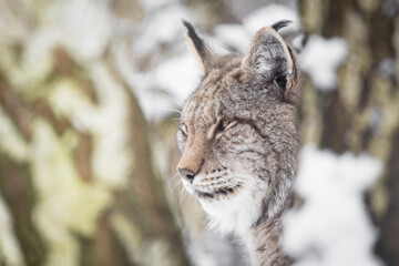 The Eurasian lynx (Lynx lynx), ryś euroacjatycki