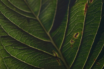 closeup natural leaf color green 