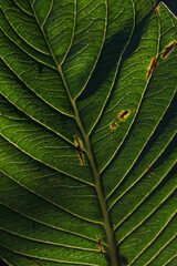 closeup natural leaf color green 