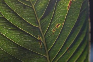 closeup natural leaf color green 