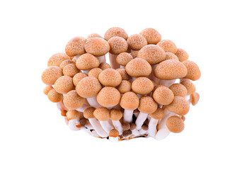 shimeji mushrooms brown varieties isolated on transparent png