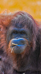 close up shot of hungry Big Apes or Orang Utan with orange hairy eating food