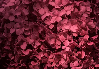close up of white hydrangea flowers as background Trendy color of year 2023 - Viva Magenta.