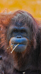 a very close up shot of hungry Big Apes or Orang Utan with orange hairy eating food