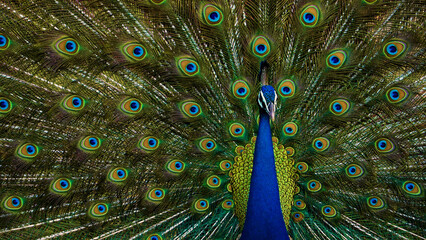 Indian National Bird beautiful peacock showing its feathers 
