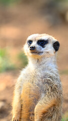 Portrait of a lovely cute meerkat or suricate (Suricata suricatta) in safari