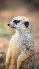 Portrait of a lovely cute meerkat or suricate (Suricata suricatta) in zoo