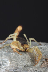 A Common Yellow Scorpion against a black background
