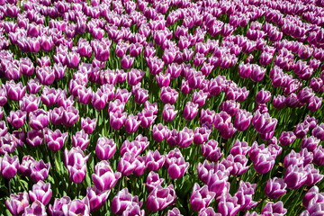  Many purple tulips in garden
