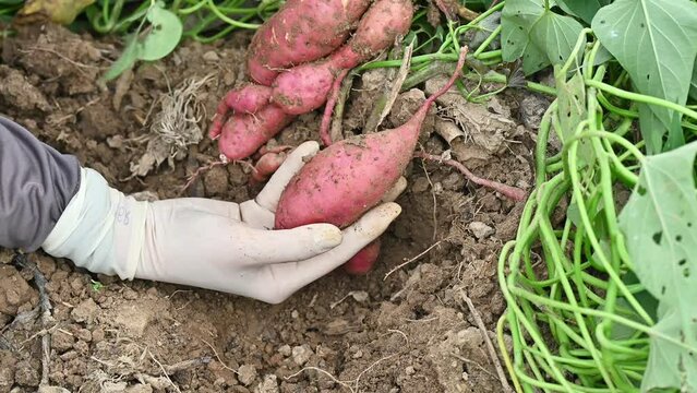 Farmer while digging sweet potatoes from underground. Sweet potatoes are considered to be root vegetables.