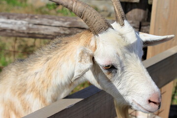 ヤギのアップ