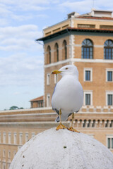 Streets of Rome. Seagull on the background of the Italian flag and landmarks