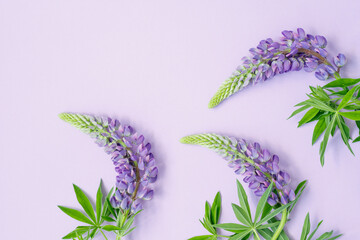 Blooming lupine buds on a purple background