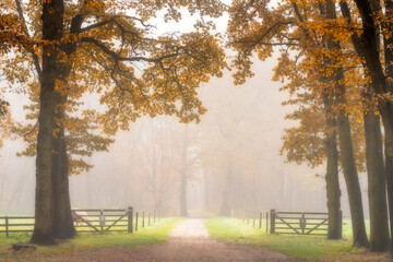 foggy autumn morning in the park