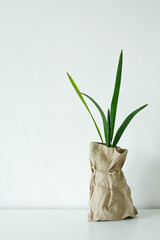 Young palm shoots in craft packaging on a white background. Bright apartment