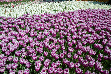  Many purple and white tulips in garden

