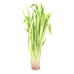 A bunch of grass. Watercolor illustration. Isolated on a white background. For your design packages of dairy product, goods for a garden, stickers, organic products