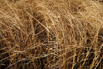 grass background
